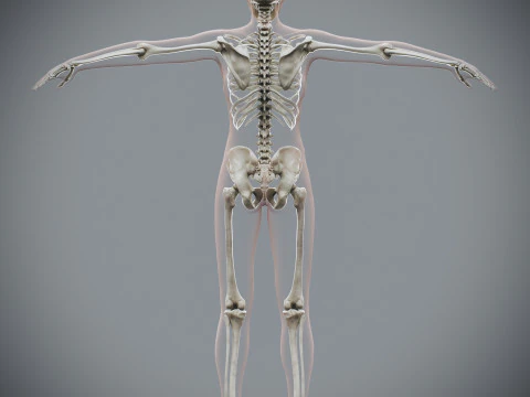 Anatomia Esquel&eacute;tica Feminina Humana Modelo 3D
