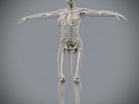 Human Female Skeletal Anatomy 3Dモデル