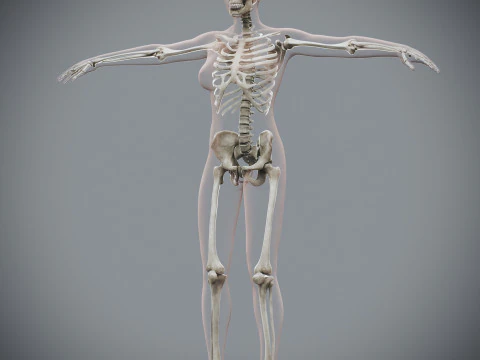 Anatomia Esquel&eacute;tica Feminina Humana Modelo 3D