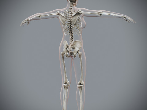Human Female Skeletal Anatomy 3Dモデル