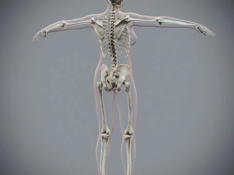 Anatomia Esquel&eacute;tica Feminina Humana Modelo 3D