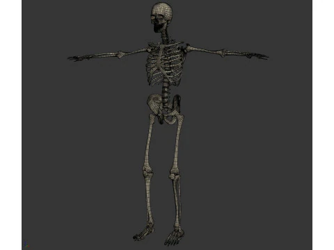 Anatomia Esquel&eacute;tica Feminina Humana Modelo 3D