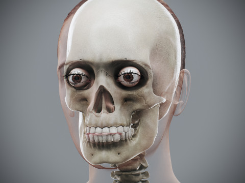 Human Female Skeletal Anatomy 3Dモデル