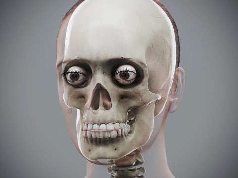 Anatomia Esquel&eacute;tica Feminina Humana Modelo 3D