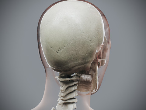 Human Female Skeletal Anatomy 3Dモデル