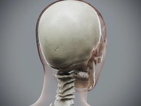 Anatomia Esquel&eacute;tica Feminina Humana Modelo 3D