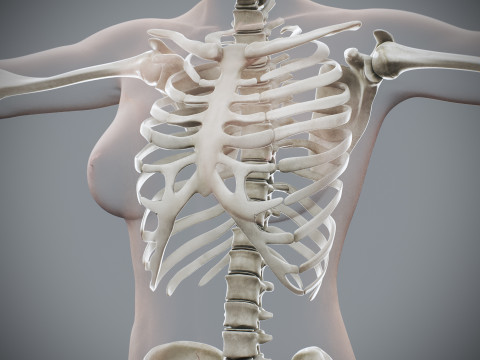 Human Female Skeletal Anatomy 3Dモデル