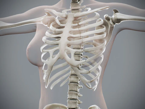 Anatomia Esquel&eacute;tica Feminina Humana Modelo 3D