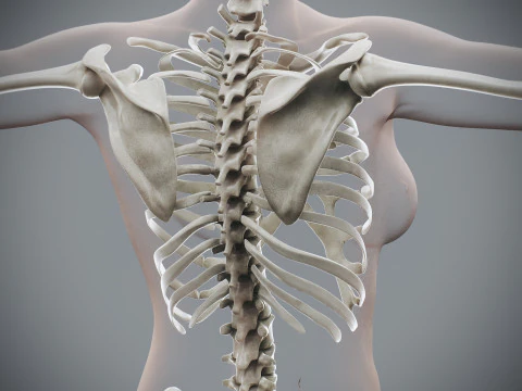 Anatomia Esquel&eacute;tica Feminina Humana Modelo 3D