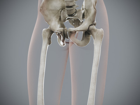Human Female Skeletal Anatomy 3Dモデル