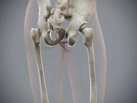 Anatomia Esquel&eacute;tica Feminina Humana Modelo 3D