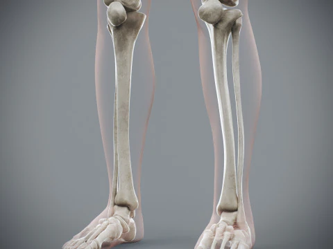 Anatomia Esquel&eacute;tica Feminina Humana Modelo 3D