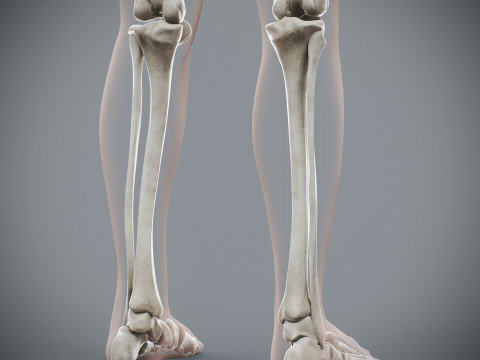 Human Female Skeletal Anatomy 3Dモデル