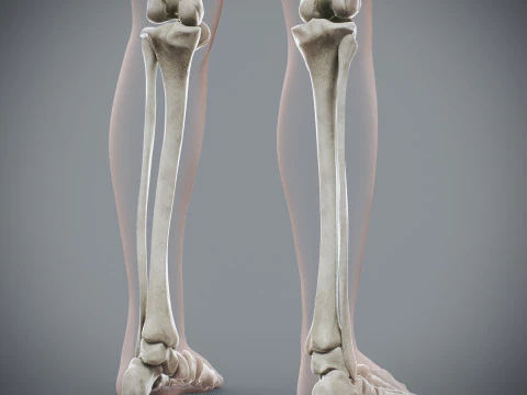 Anatomia Esquel&eacute;tica Feminina Humana Modelo 3D