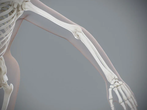 Anatomia Esquel&eacute;tica Feminina Humana Modelo 3D