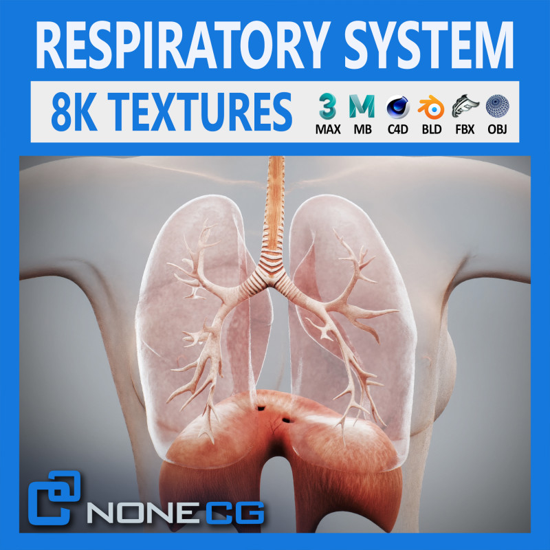 Human Female Respiratory Anatomy 3D मॉडल .c4d .max .obj .3ds .fbx .stl .blend 