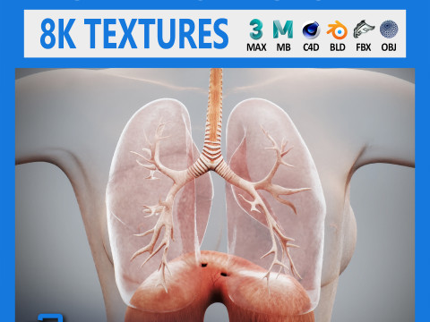 Human Female Respiratory Anatomy 3D 模型