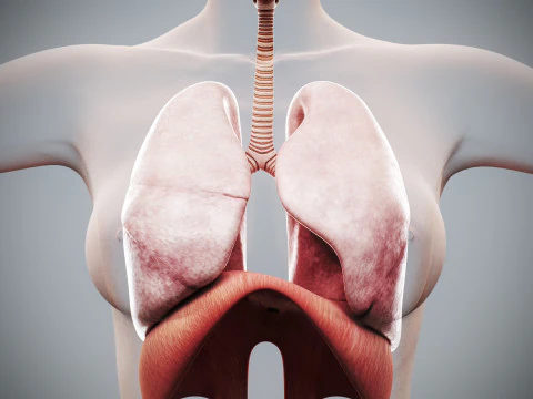 인간 여성의 호흡기 해부학 3D 모델