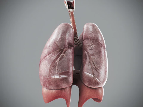 인간 여성의 호흡기 해부학 3D 모델