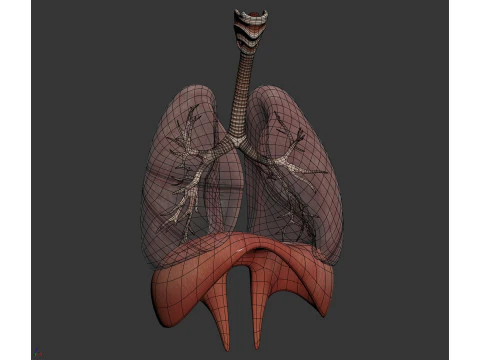 인간 여성의 호흡기 해부학 3D 모델