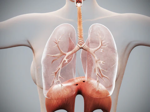 인간 여성의 호흡기 해부학 3D 모델