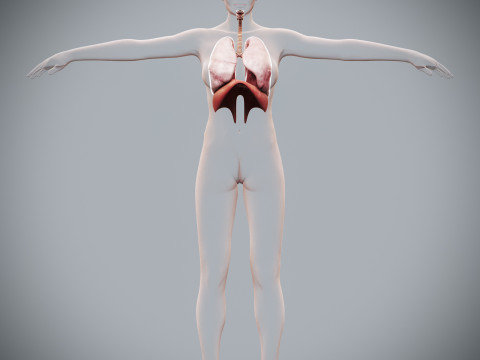 Human Female Respiratory Anatomy 3D मॉडल