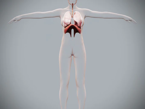 인간 여성의 호흡기 해부학 3D 모델