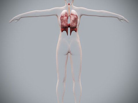 Human Female Respiratory Anatomy 3D मॉडल