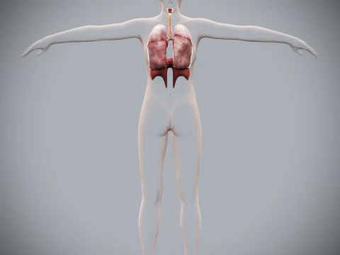 인간 여성의 호흡기 해부학 3D 모델