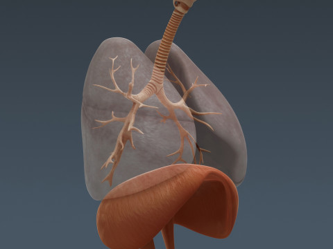 Human Female Respiratory Anatomy 3D मॉडल