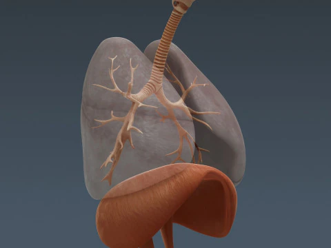 인간 여성의 호흡기 해부학 3D 모델