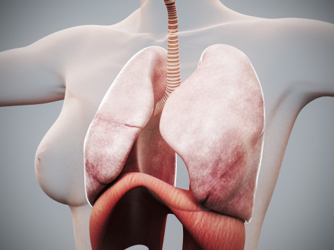 Human Female Respiratory Anatomy 3D मॉडल