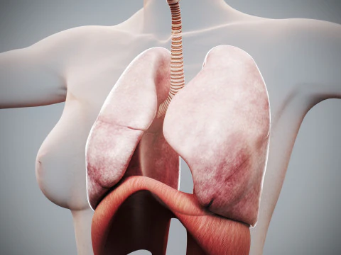 인간 여성의 호흡기 해부학 3D 모델