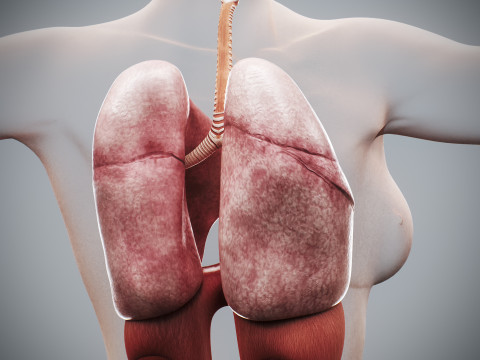 Human Female Respiratory Anatomy 3D मॉडल