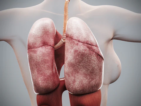 인간 여성의 호흡기 해부학 3D 모델