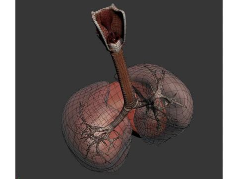 인간 여성의 호흡기 해부학 3D 모델