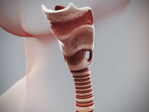 Human Female Respiratory Anatomy 3D मॉडल