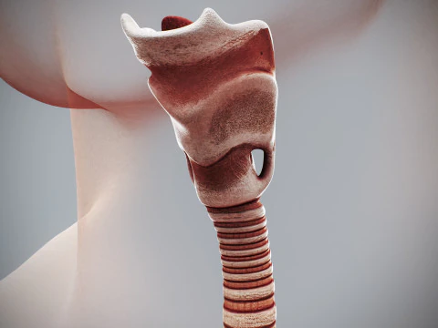 인간 여성의 호흡기 해부학 3D 모델