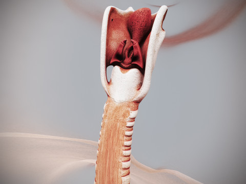 Human Female Respiratory Anatomy 3D मॉडल