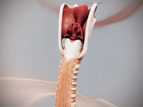 인간 여성의 호흡기 해부학 3D 모델