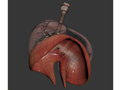 인간 여성의 호흡기 해부학 3D 모델