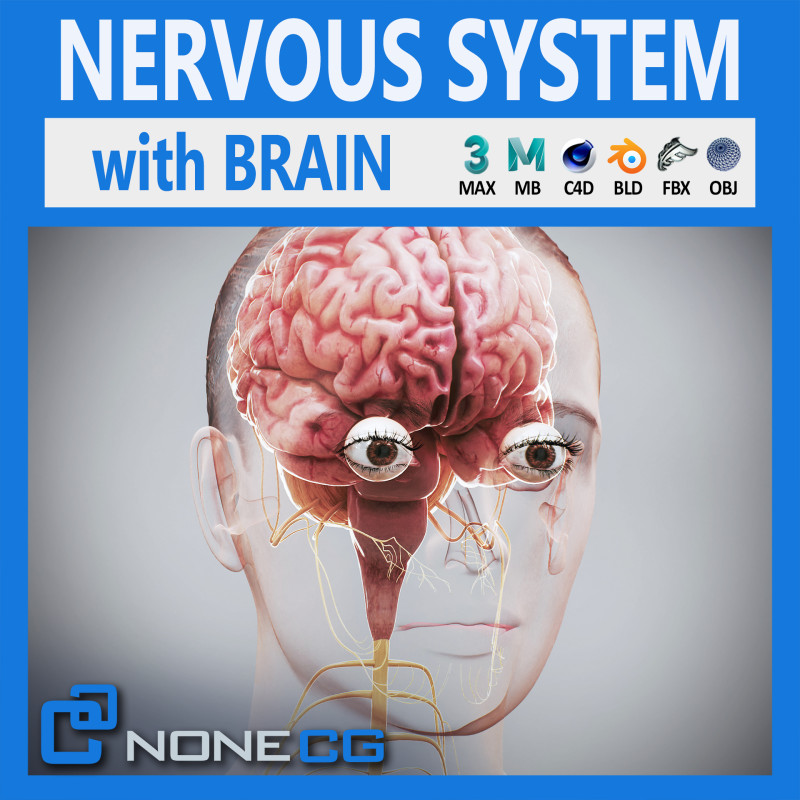 Human Female Nervous Anatomy Modelo 3D .c4d .max .obj .3ds .fbx .stl .blend 