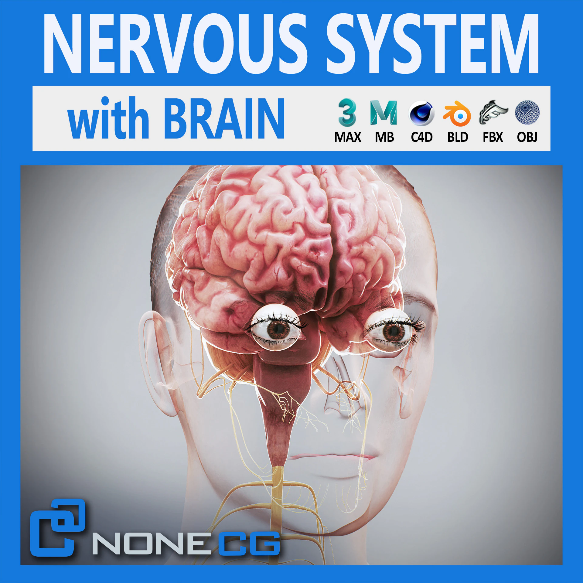 Anatomia Nervosa Feminina Humana Modelo 3D .c4d .max .obj .3ds .fbx .stl .blend 