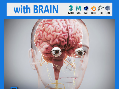 Human Female Nervous Anatomy Modelo 3D
