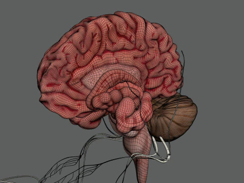 Anatomia Nervosa Feminina Humana Modelo 3D