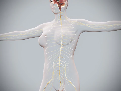 Anatomia Nervosa Feminina Humana Modelo 3D