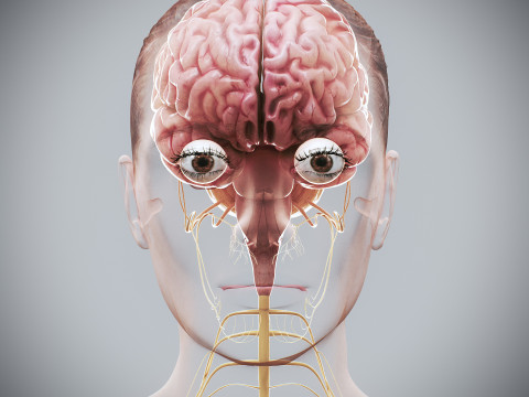 Human Female Nervous Anatomy Modelo 3D
