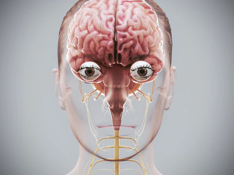 Anatomia Nervosa Feminina Humana Modelo 3D