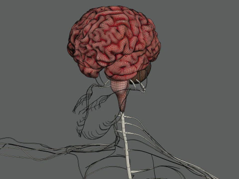 Anatomia Nervosa Feminina Humana Modelo 3D