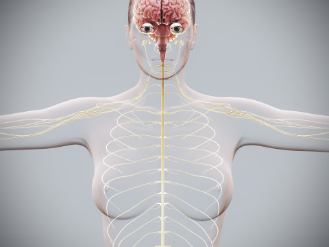 Human Female Nervous Anatomy Modelo 3D